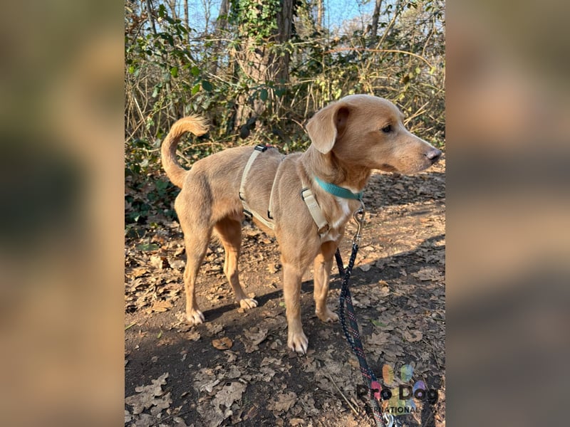 Oscar - ein kleiner Notfall auf der Suche