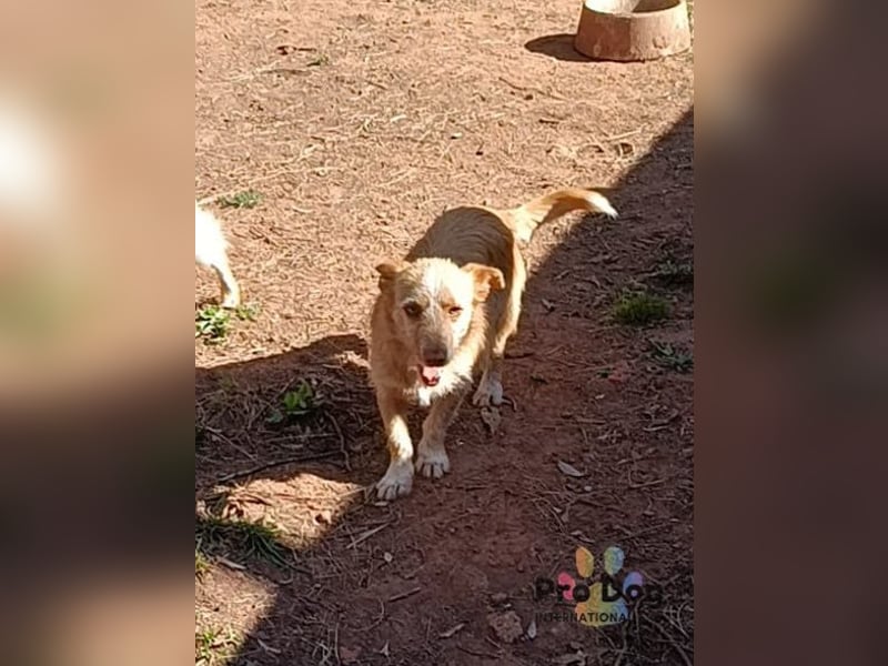 Finja - eine sanfte Seele sucht ihr Zuhause