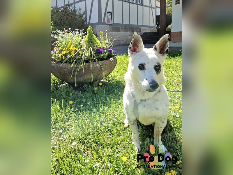 Aiko auf Pflegestelle