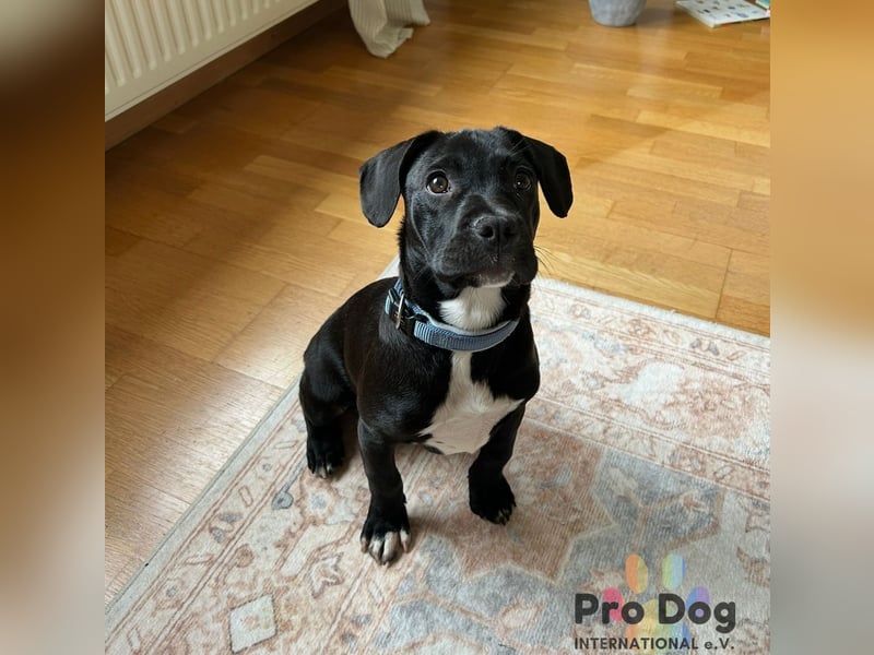 Sharik sucht dringend ein neues Zuhause