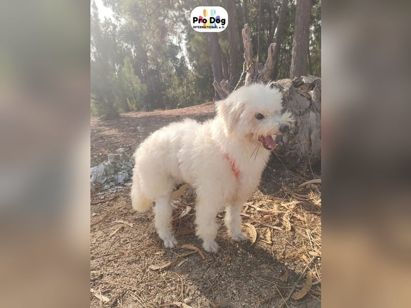 Fénix auf Pflegestelle in Langenbrand