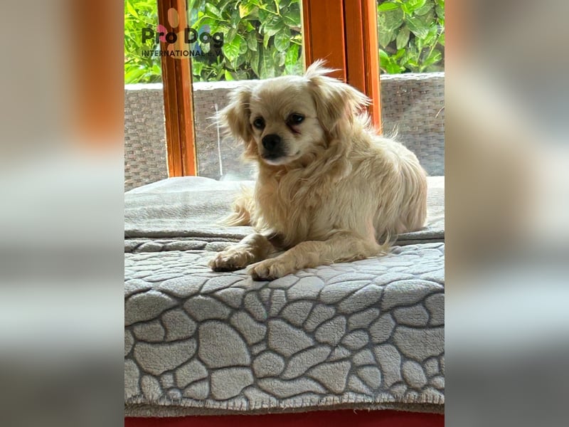 Nico - kleiner Hund ganz groß