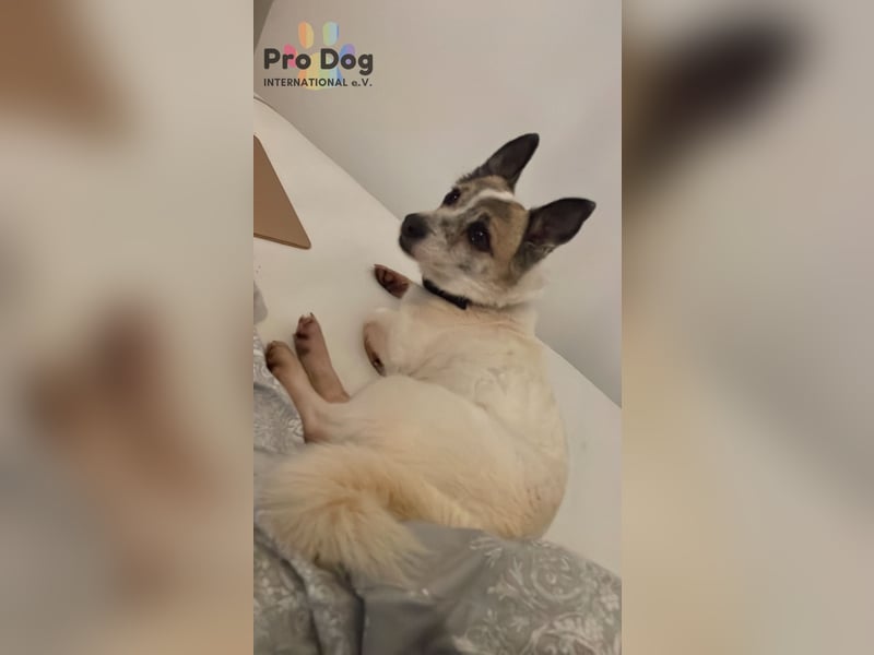 Tilda auf Pflegestelle