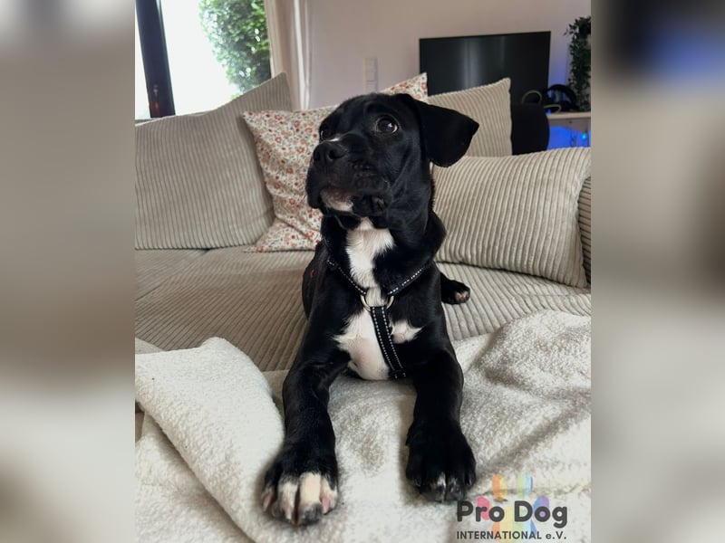 Sharik sucht dringend ein neues Zuhause