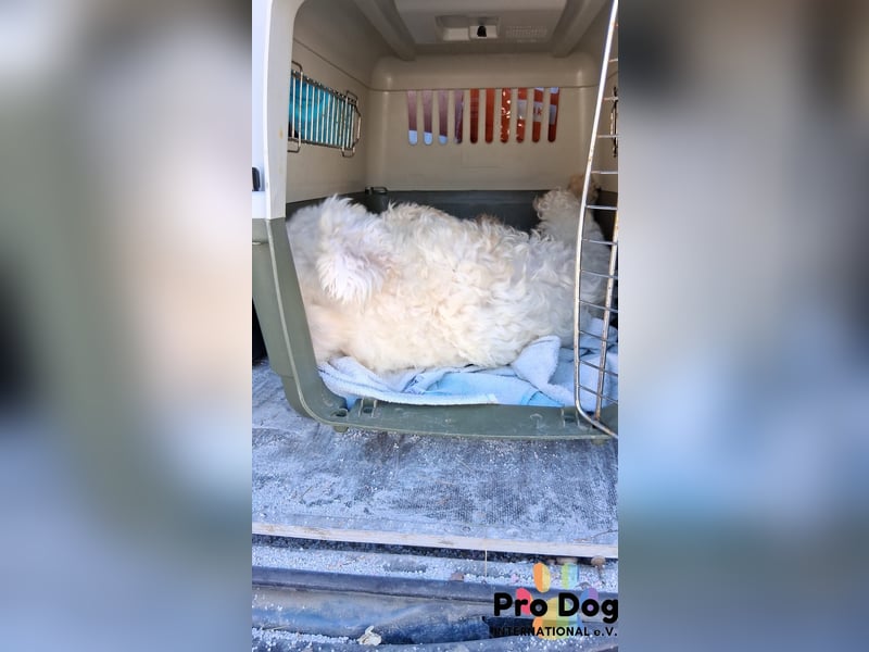 Fénix auf Pflegestelle in Langenbrand