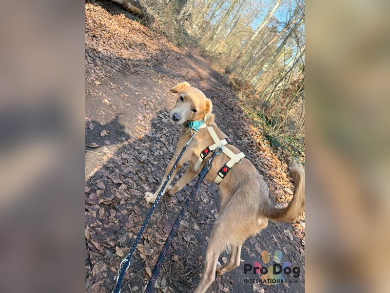 Oscar - ein kleiner Notfall auf der Suche