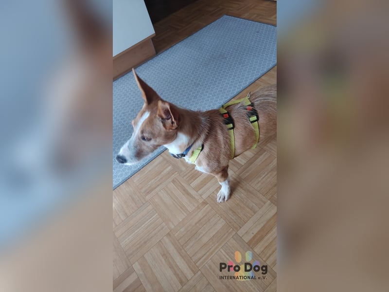 Vincent - Jackpot auf vier Pfoten