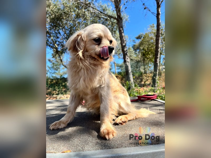 Nico auf Pflegestelle