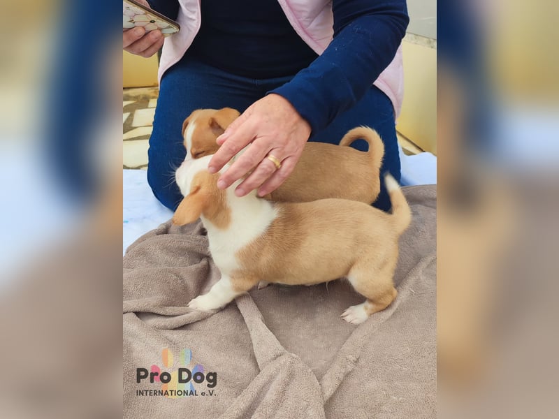 Hundebaby Rocky - Pflegestelle oder Zuhause gesucht