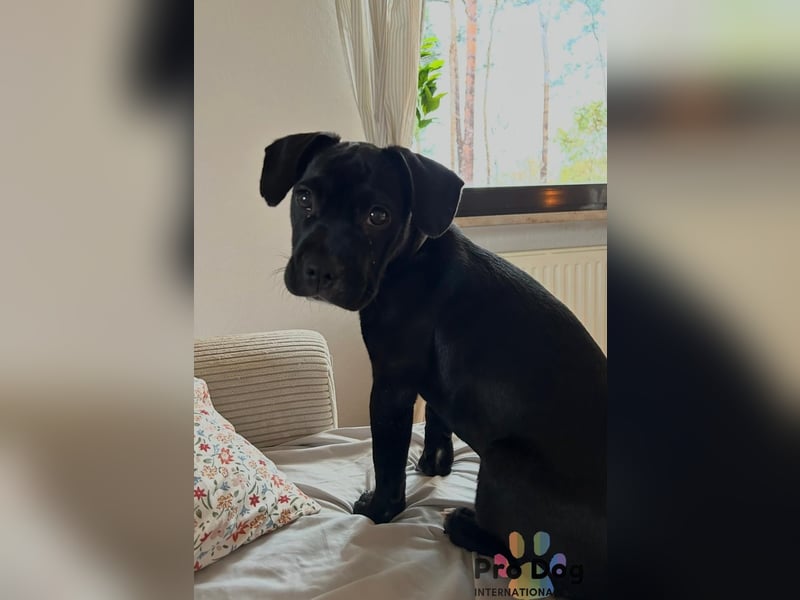 Sharik sucht dringend ein neues Zuhause