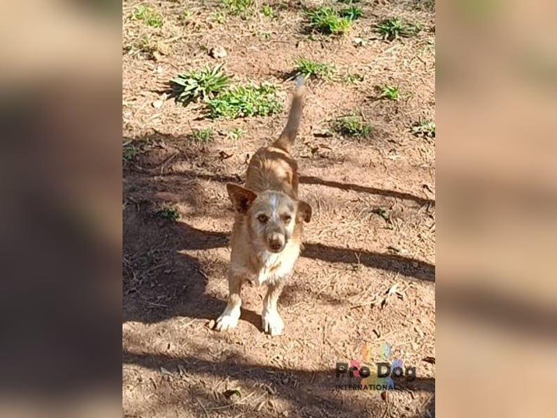 Finja - eine sanfte Seele sucht ihr Zuhause