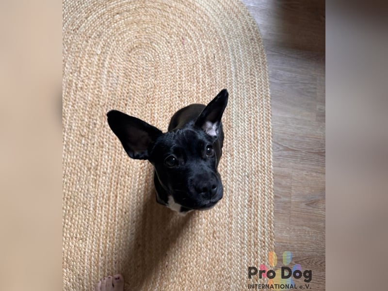 Sharik sucht dringend ein neues Zuhause