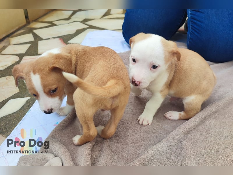 Hundebaby Rocky - Pflegestelle oder Zuhause gesucht