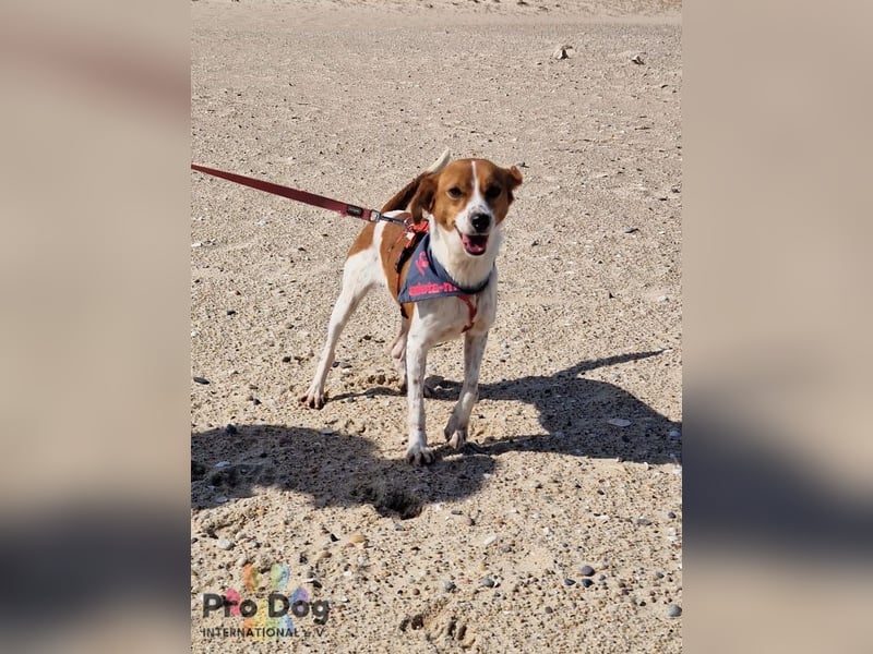 Riley sucht sein Zuhause