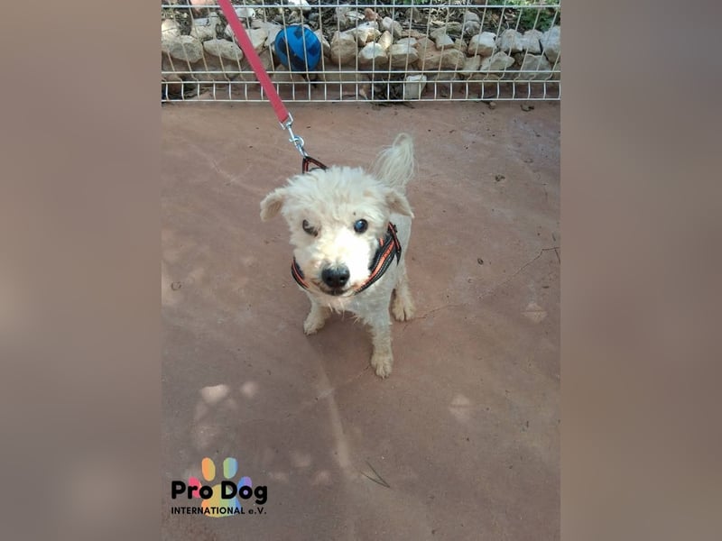 Fénix auf Pflegestelle in Langenbrand