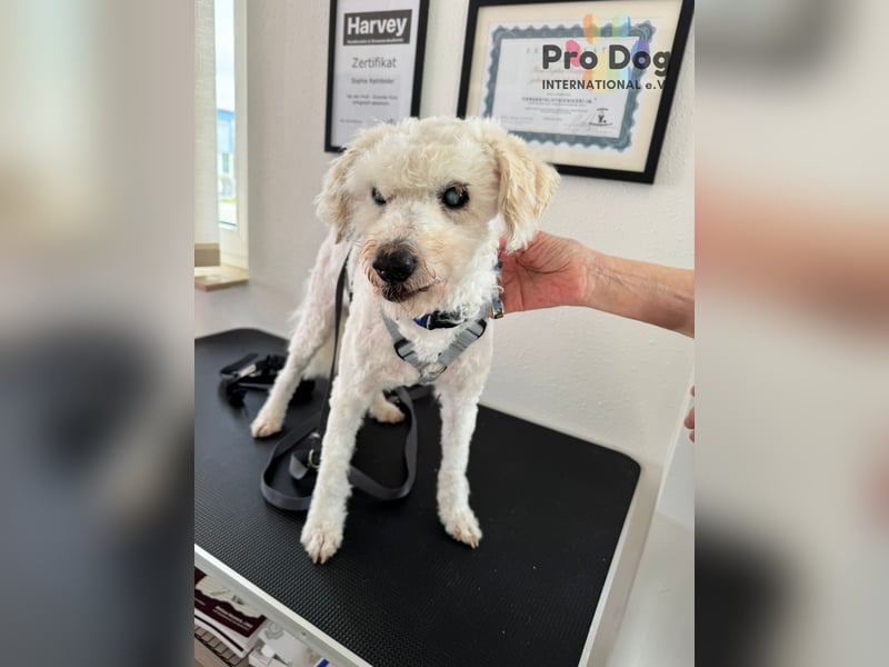 Fénix auf Pflegestelle in Langenbrand