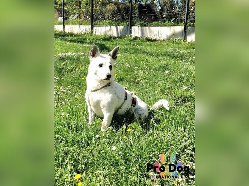 Aiko auf Pflegestelle