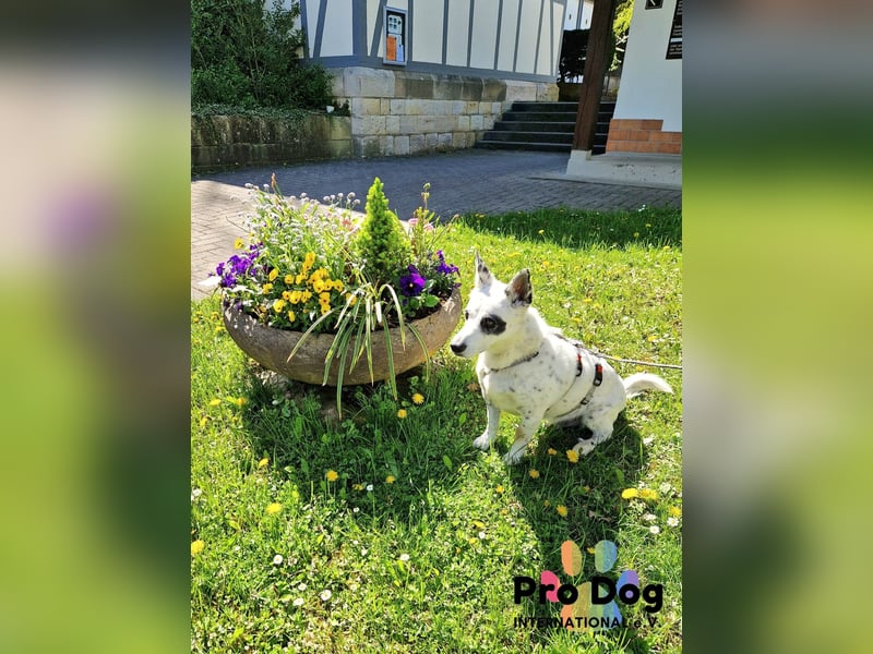 Aiko auf Pflegestelle