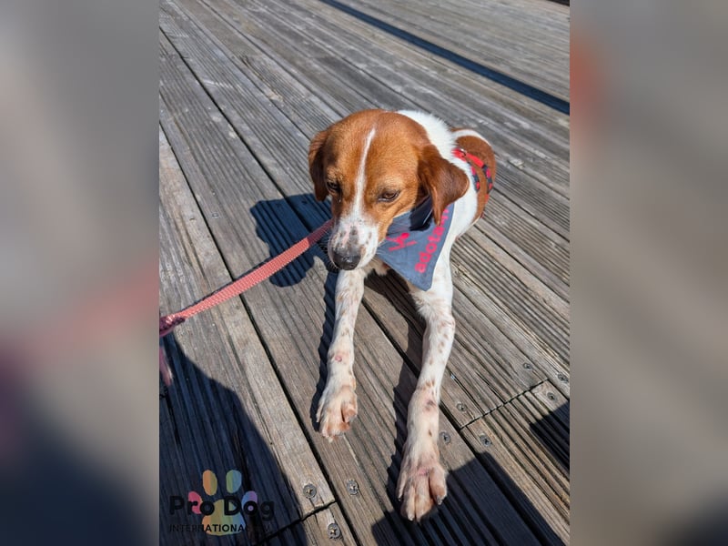 Riley sucht sein Zuhause