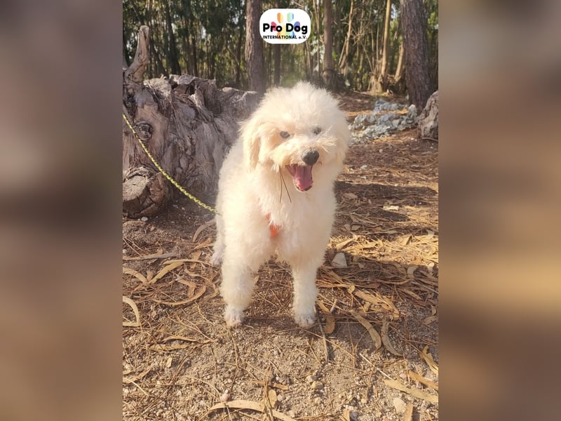 Fénix auf Pflegestelle in Langenbrand