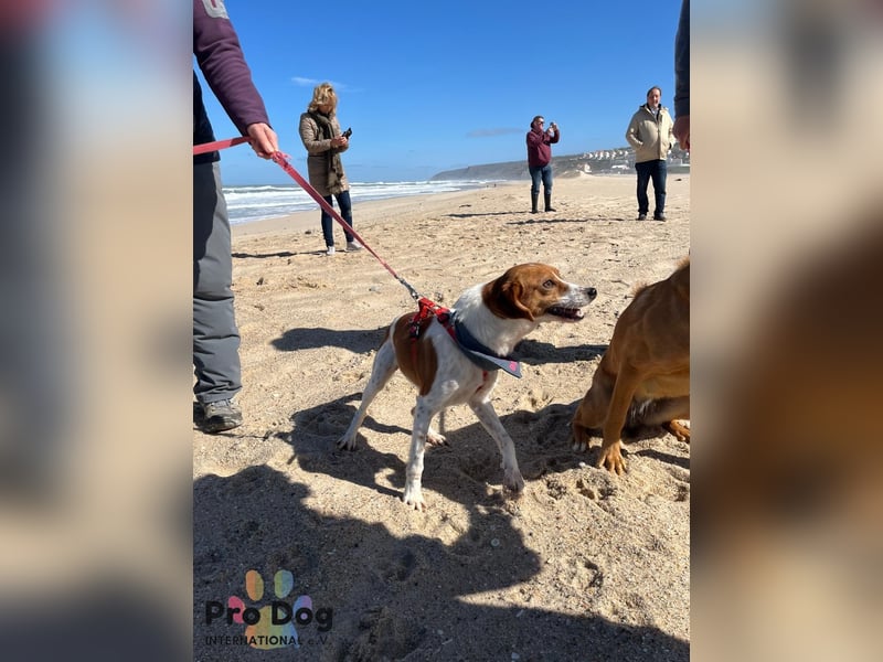 Riley sucht sein Zuhause