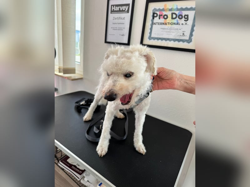 Fénix auf Pflegestelle in Langenbrand