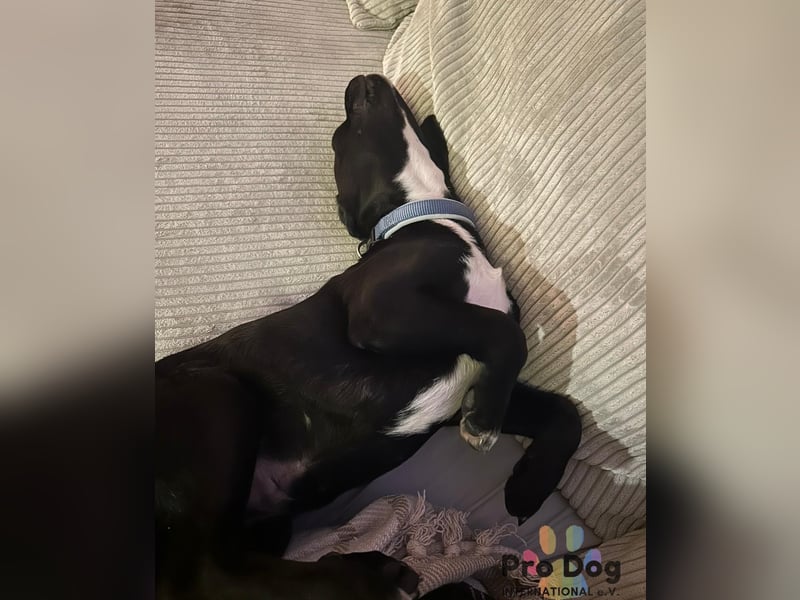 Sharik sucht dringend ein neues Zuhause