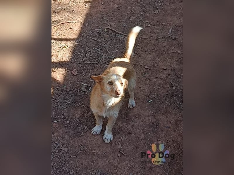 Finja - eine sanfte Seele sucht ihr Zuhause