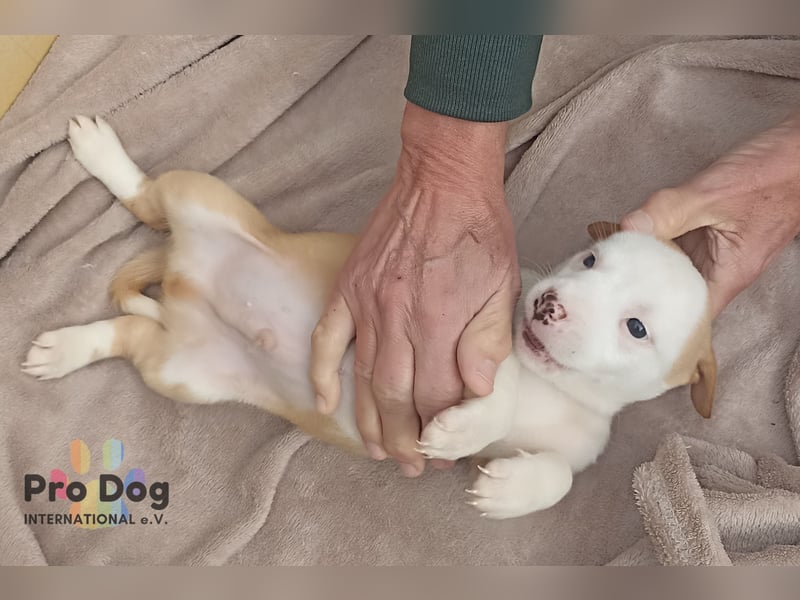 Hundebaby Rocky - Pflegestelle oder Zuhause gesucht