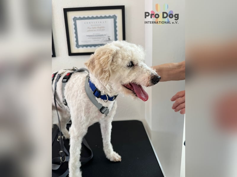 Fénix auf Pflegestelle in Langenbrand