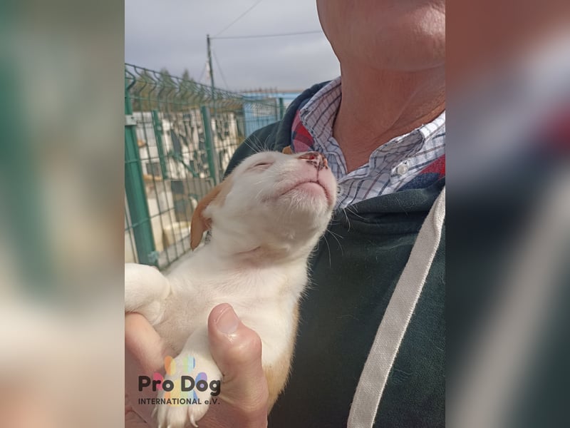 Hundebaby Rocky - Pflegestelle oder Zuhause gesucht