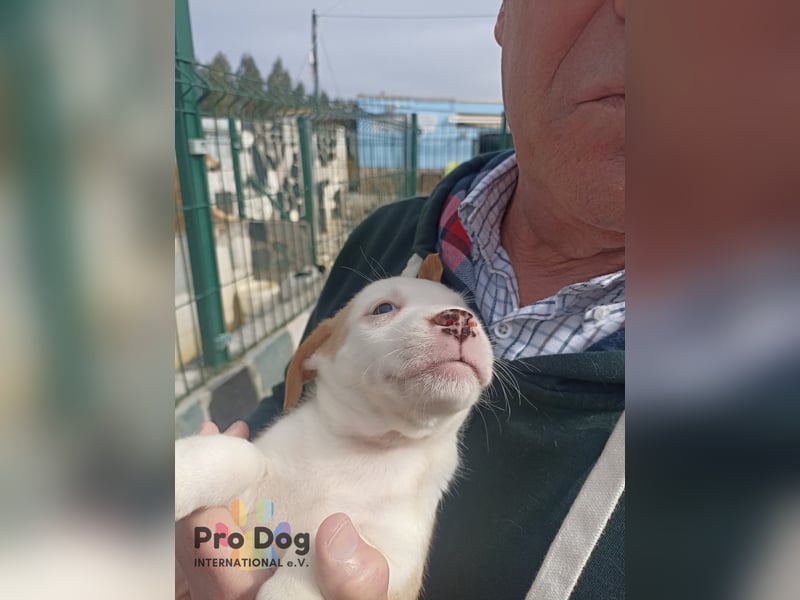 Hundebaby Rocky - Pflegestelle oder Zuhause gesucht