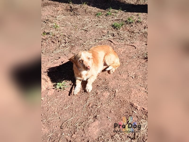 Finja - eine sanfte Seele sucht ihr Zuhause