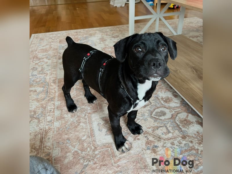 Sharik sucht dringend ein neues Zuhause