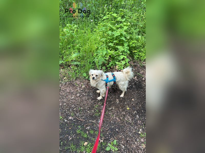 Nico - kleiner Hund ganz groß