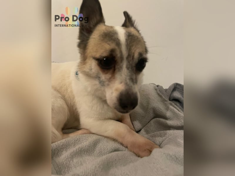 Tilda auf Pflegestelle