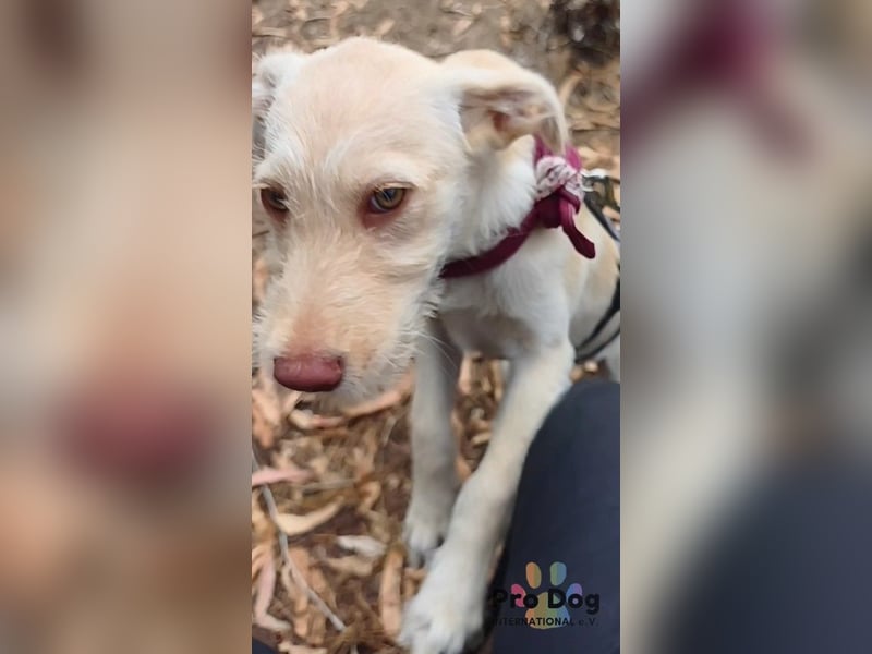 Hundekind Nala