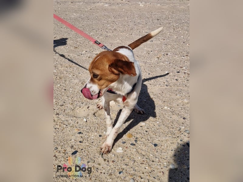 Riley sucht sein Zuhause