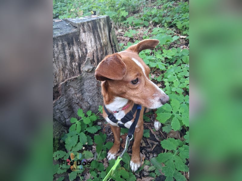 Pipo auf Pflegestelle