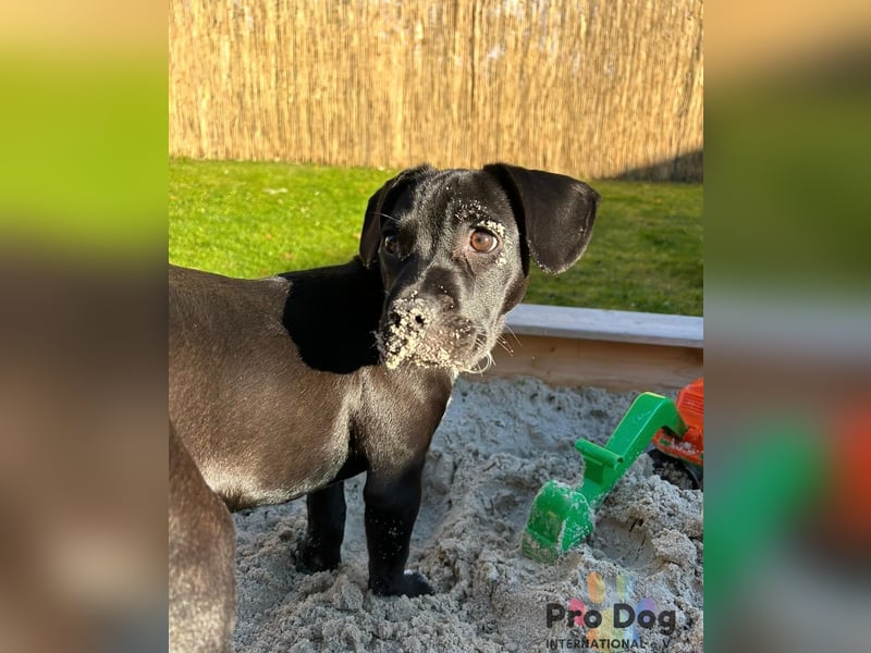 Sharik sucht dringend ein neues Zuhause