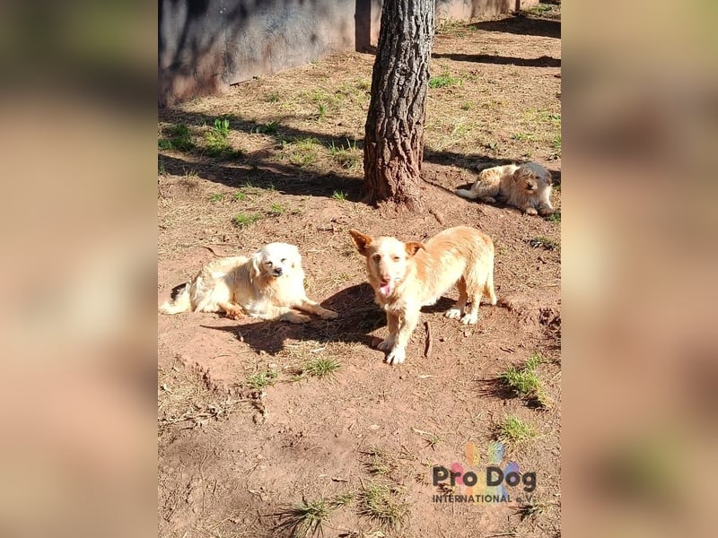 Finja - eine sanfte Seele sucht ihr Zuhause