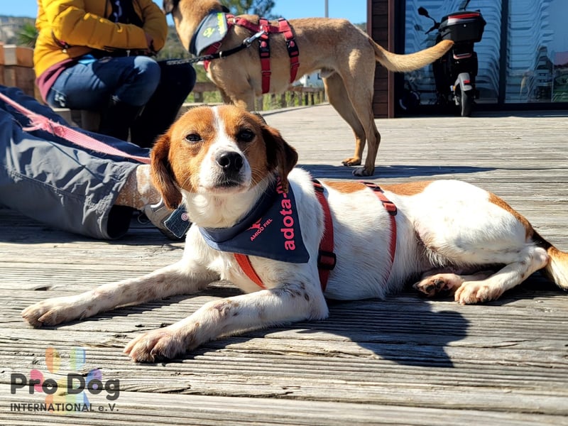 Riley sucht sein Zuhause