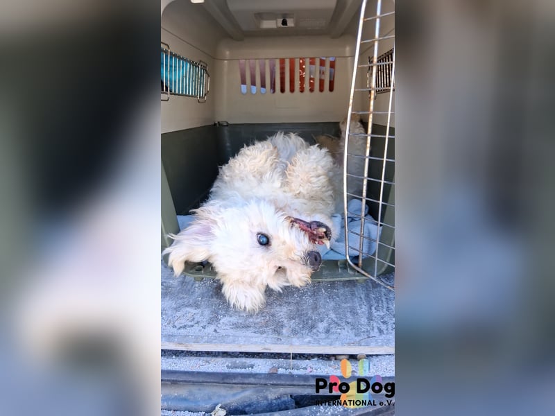 Fénix auf Pflegestelle in Langenbrand