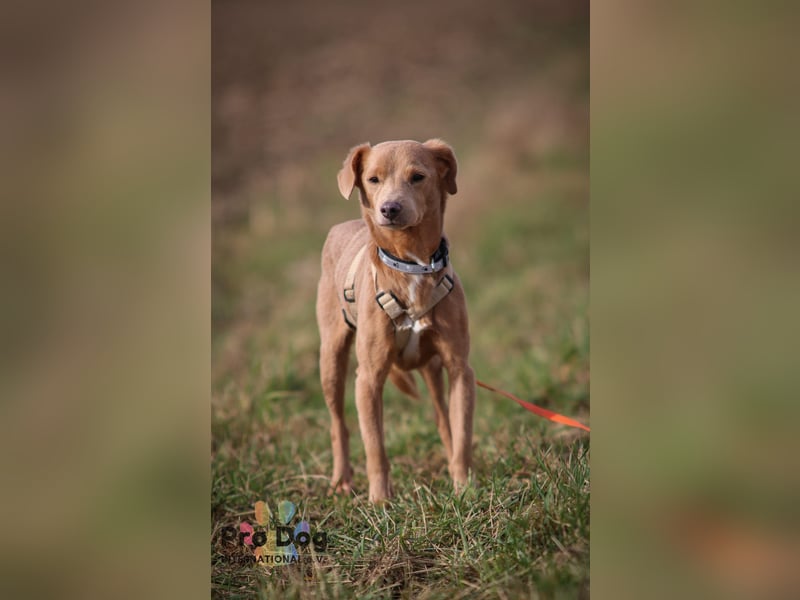 Oscar - ein kleiner Notfall auf der Suche