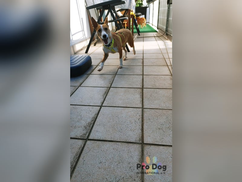 Vincent - Jackpot auf vier Pfoten