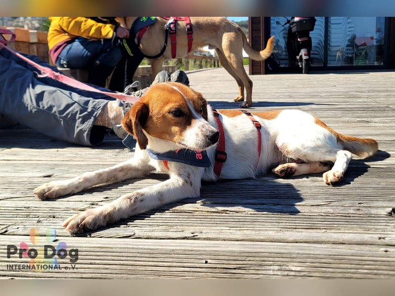 Riley sucht sein Zuhause