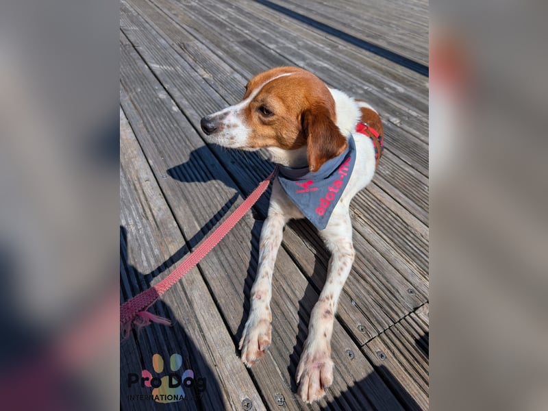 Riley sucht sein Zuhause