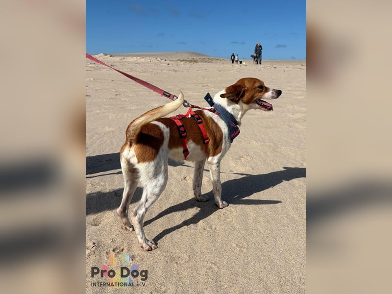 Riley sucht sein Zuhause