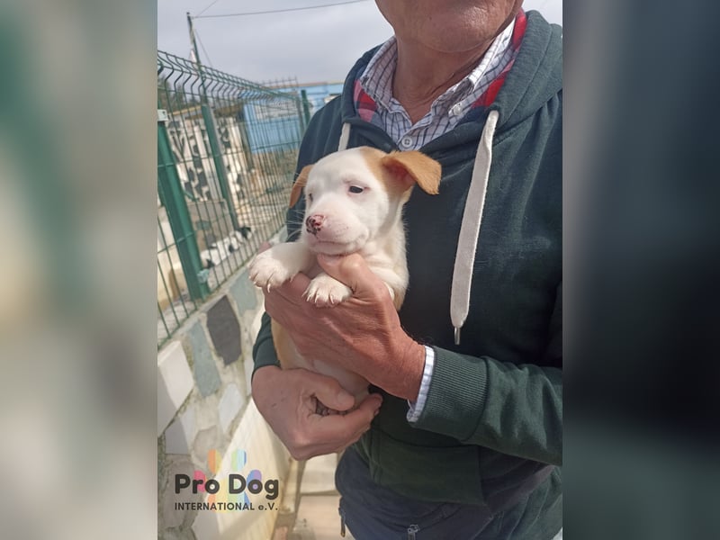 Hundebaby Rocky - Pflegestelle oder Zuhause gesucht