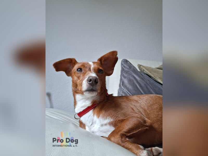 Pipo auf Pflegestelle